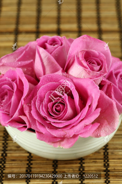 粉薔薇
