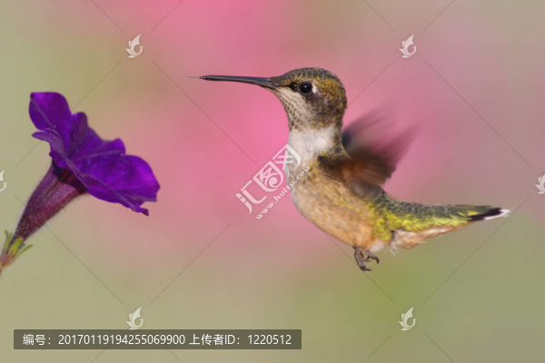 紅寶石喉蜂鳥（紅喉北蜂鳥）