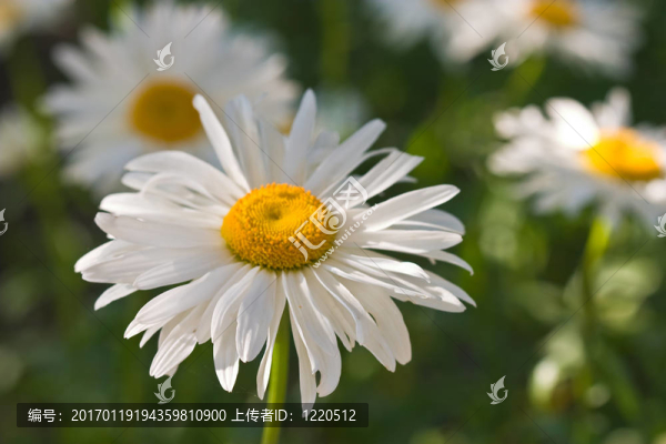 甘菊