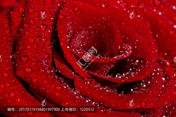 紅玫瑰