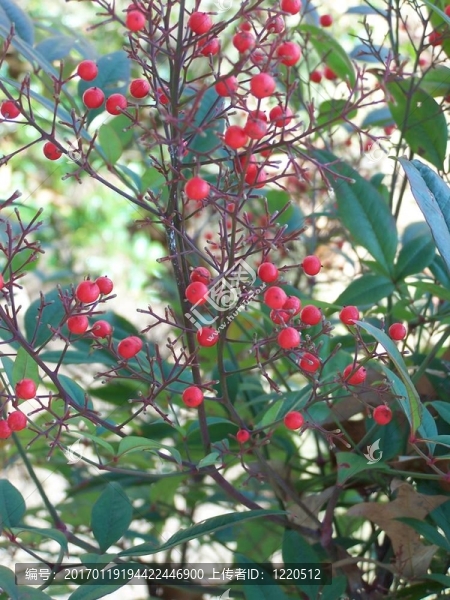 紅漿果/植物