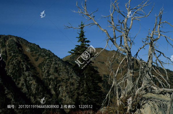 樹山吼