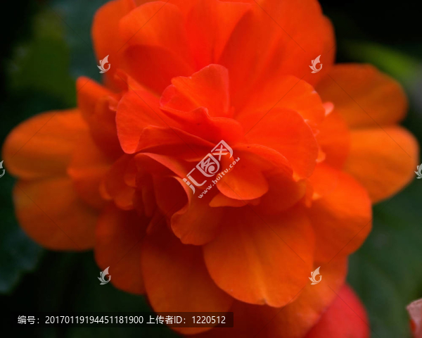 一個美麗的亮橙色的海棠花