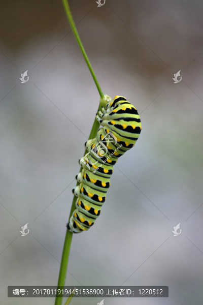 一個年輕的黑鳳蝶卡特彼勒擱在干