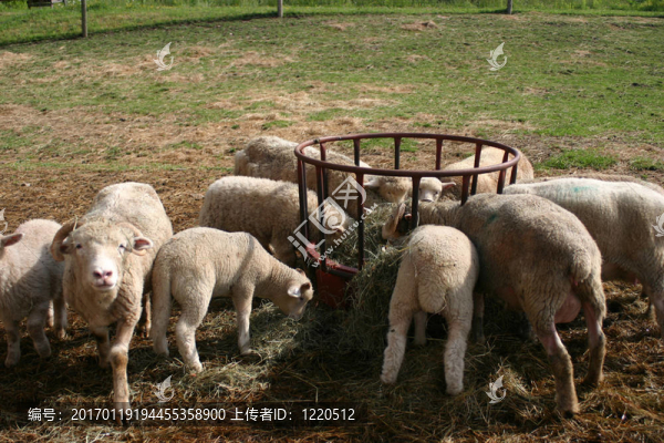 喂養(yǎng)時間
