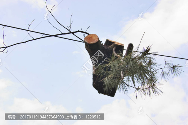 掛樹