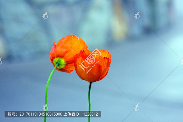 2朵淡藍色背景的橙花
