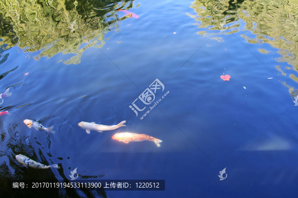 黃金錦鯉。