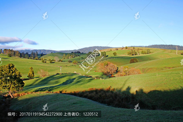 在日出起伏的綠色原野。