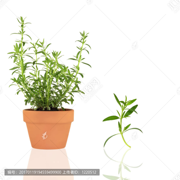 中藥牛膝草