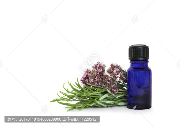 迷迭香和牛至草