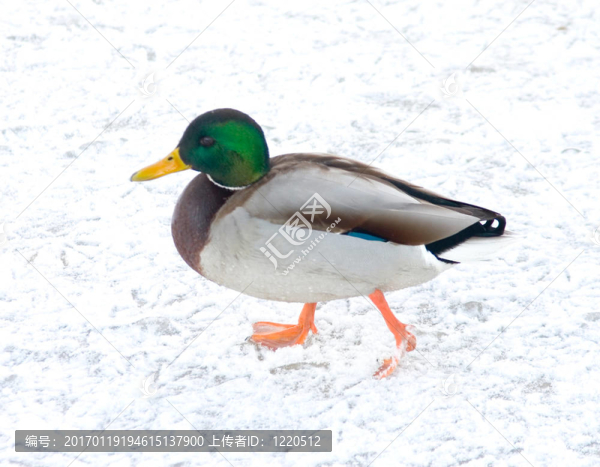 走鴨-匯圖網(wǎng) www.fosd68.com 走鴨