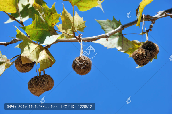 梧桐樹的果實(shí)