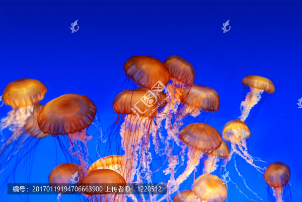 海蕁麻水母-,Chrysaora,fuscescens學(xué)院