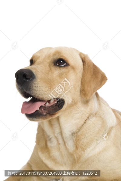 拉布拉多和金毛和年輕-匯圖網(wǎng) www.fosd68.com 拉布拉多和金毛和年輕