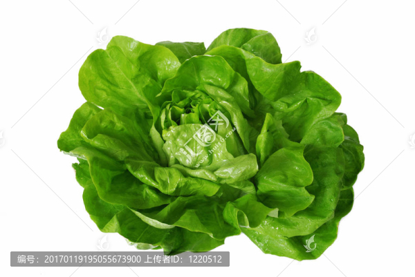 綠生菜白