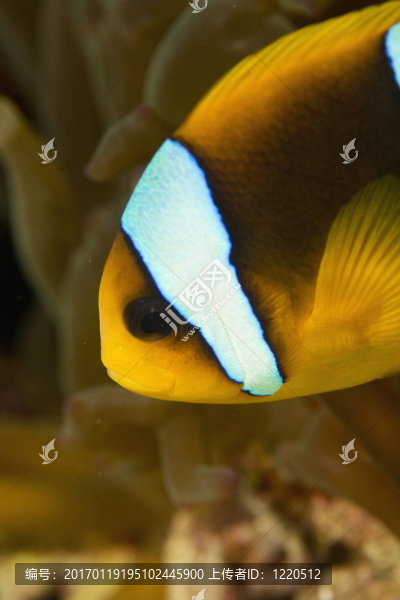 小丑魚