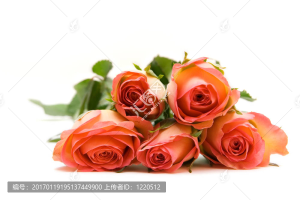 白色在白色的玫瑰。