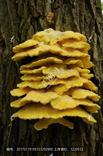 Tree,005