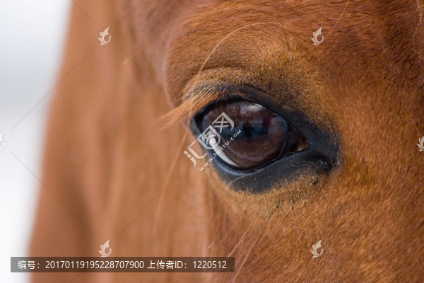 馬眼
