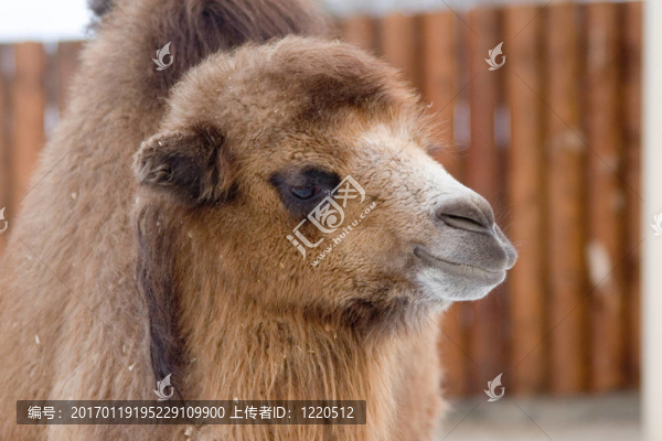 駱駝