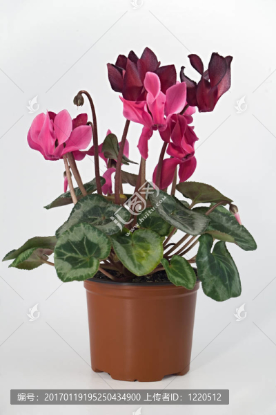 盆栽植物