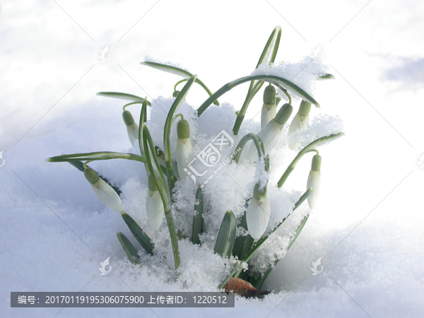 在冬天的雪花集團(tuán)