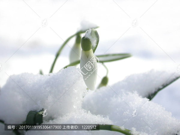 雪中的雪花蓮