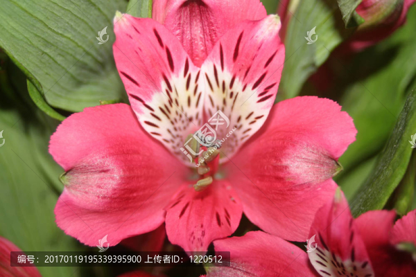 一個新鮮的粉紅色的百合花