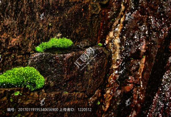 苔山