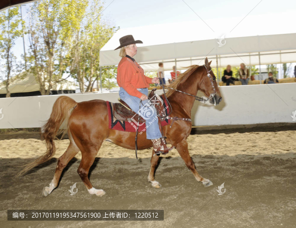 女人騎著Saddlebred,horse