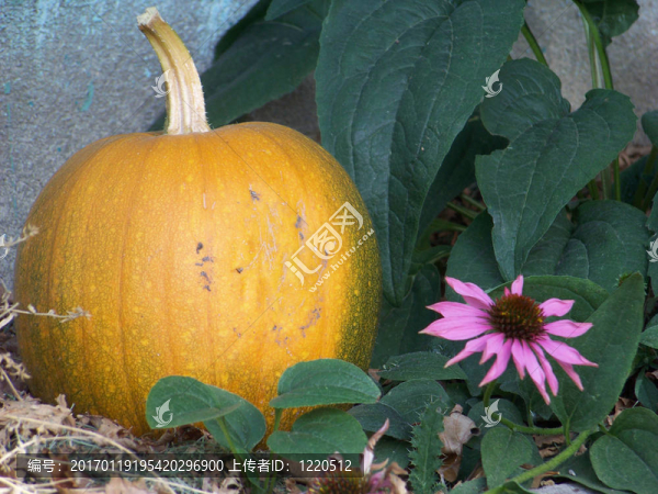 南瓜花和紫色花