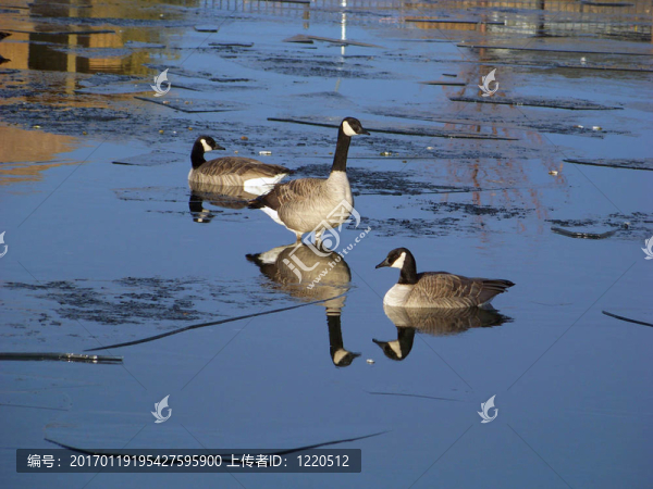 鵝慢慢下沉而站在一塊冰上他的一群伙伴游在他。