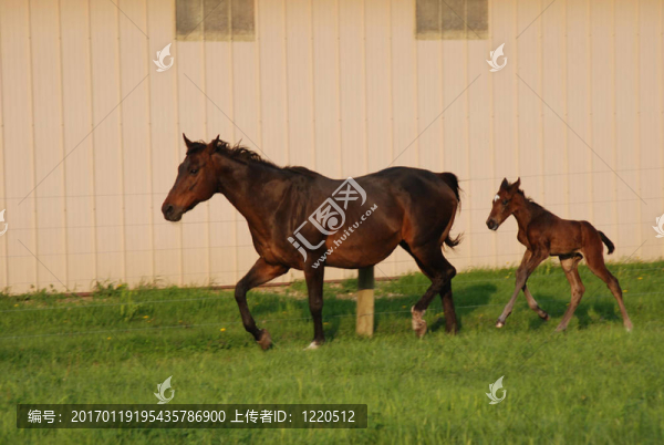 母馬和小馬駒