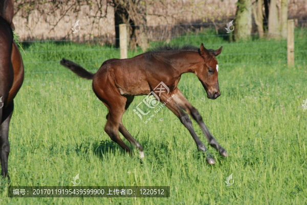 小馬駒游戲