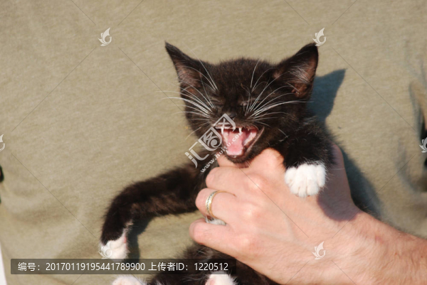 小貓哭-匯圖網(wǎng) www.fosd68.com 小貓哭