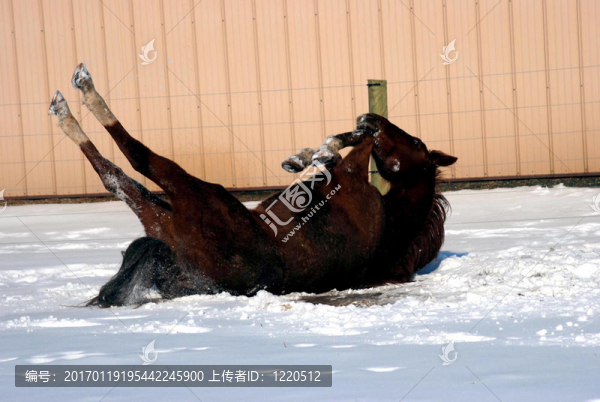 雪地里的馬