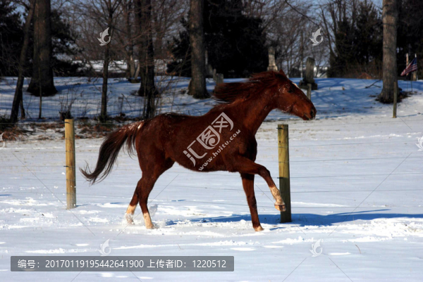 在雪中馳騁的馬