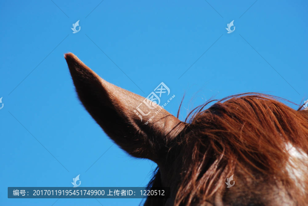 馬的耳朵