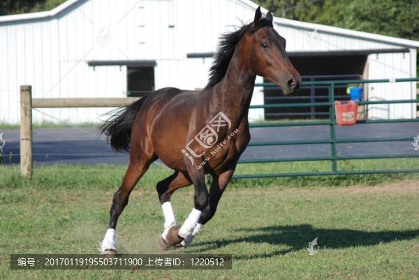 谷倉前的馬