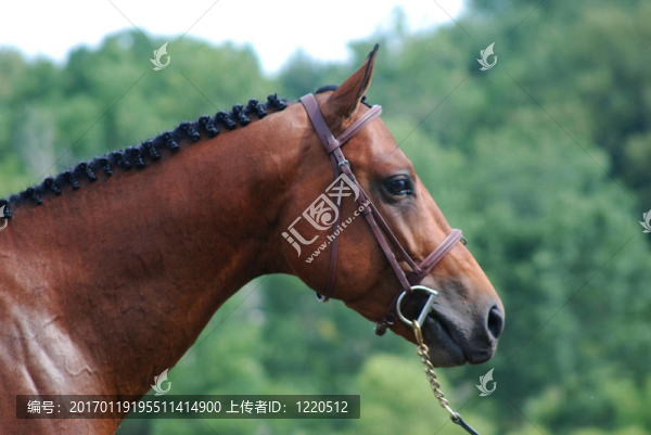 在顯示勒住馬頭