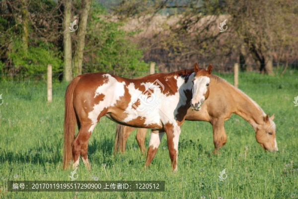 斑馬和馬放牧