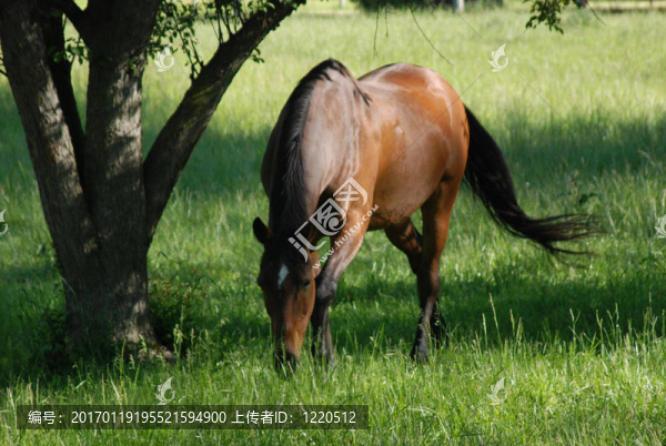 馬走在樹(shù)下-匯圖網(wǎng) www.fosd68.com 馬走在樹(shù)下