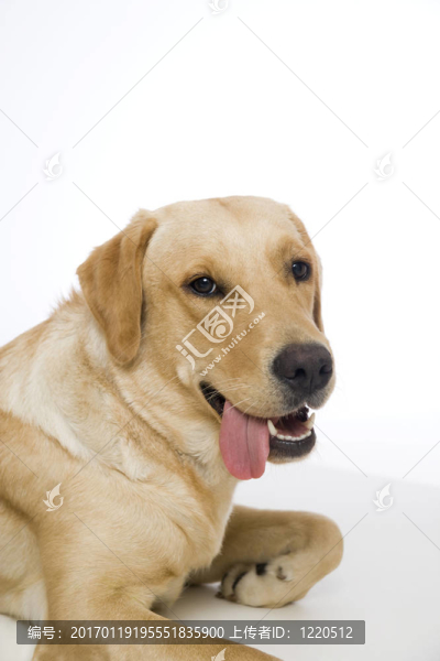 年輕的狗