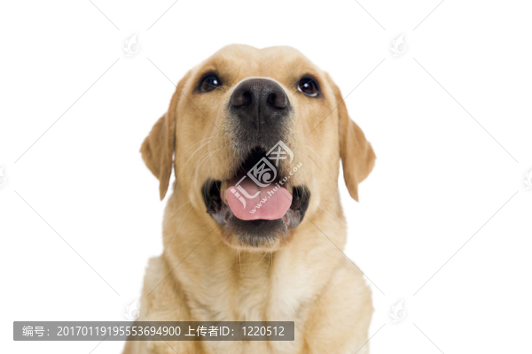 年輕的狗