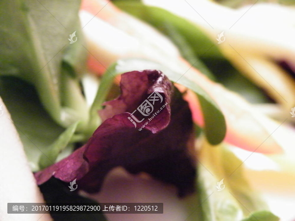紅葉生菜