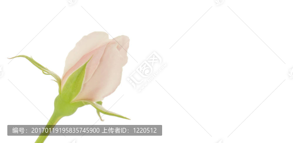粉紅色的玫瑰花蕾
