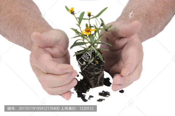 園丁們動手保護一個新的植物
