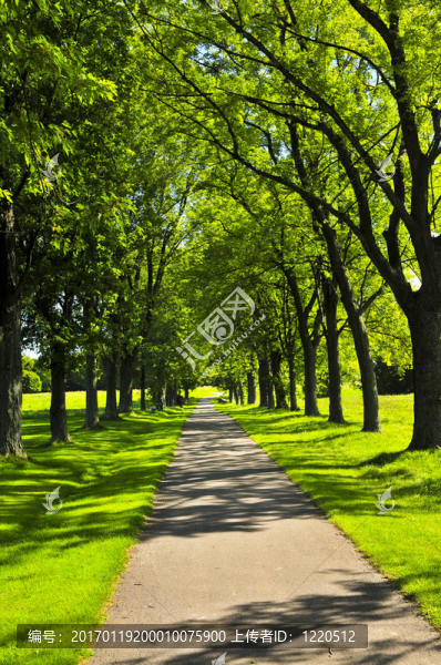 綠色公園路徑