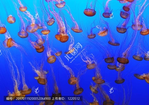 學(xué)校的水母